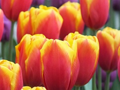 tulipsNL (160)